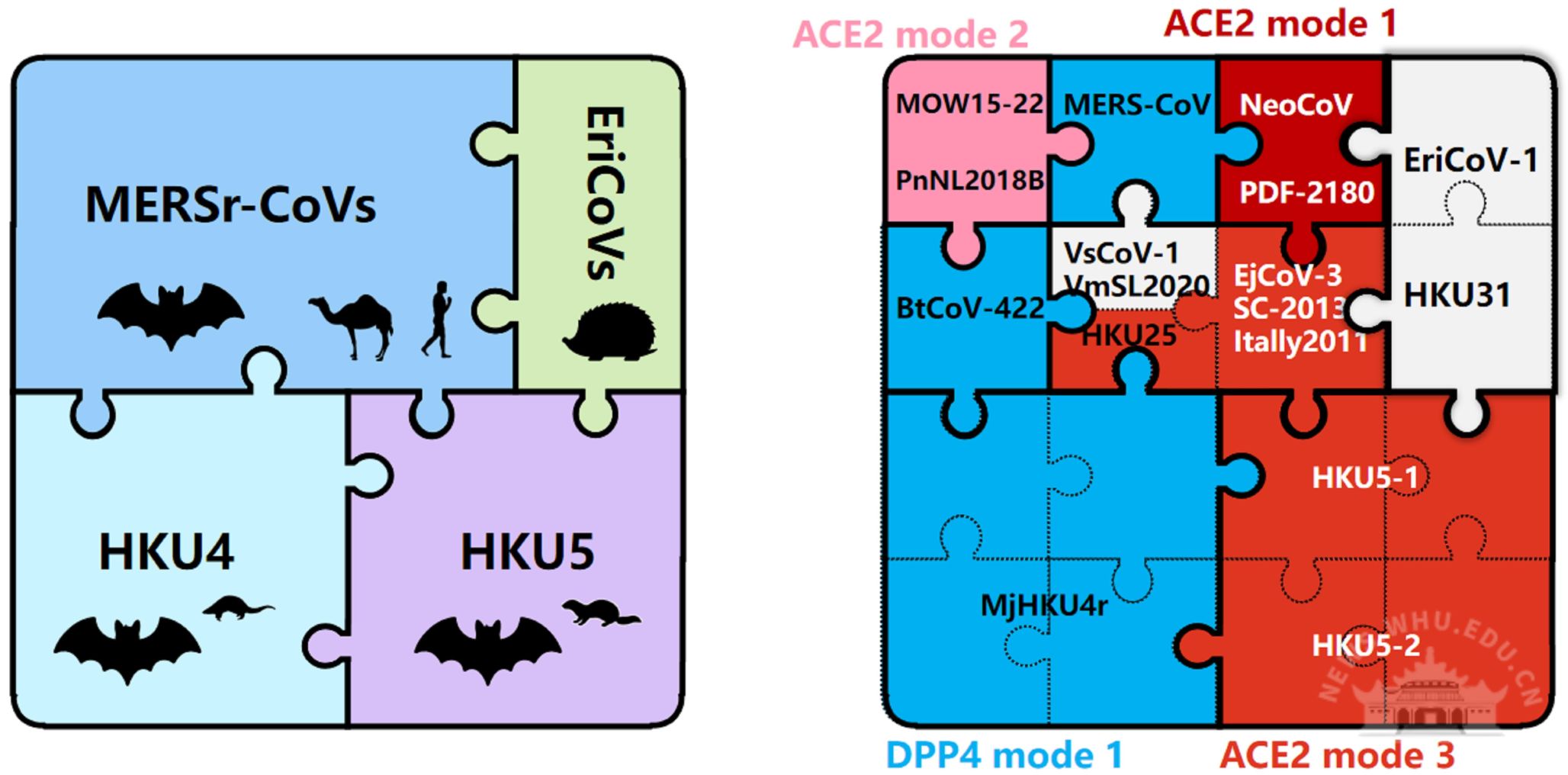 武汉大学严欢课题组揭示HKU25相关MERS簇冠状病毒的受体使用