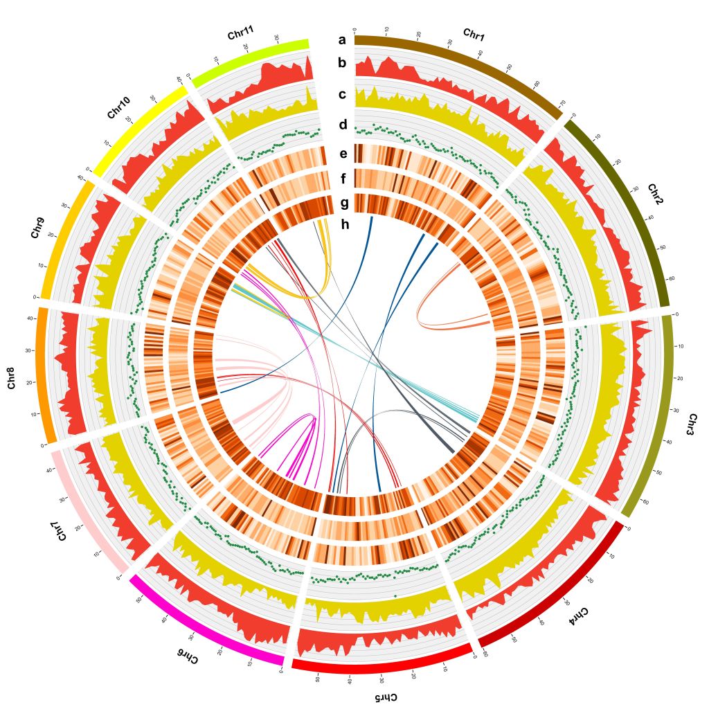 速生树木所在尾巨桉杂种优势形成的基因组研究中取得新进展