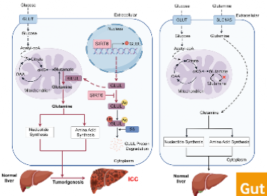 华中科技大学药学院徐传瑞教授团队发现肝内胆管癌谷氨酰胺代谢重编程新机制