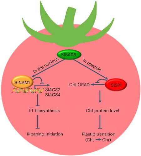 重庆大学李正国、成玉林团队在《Nature Plants》发表研究成果