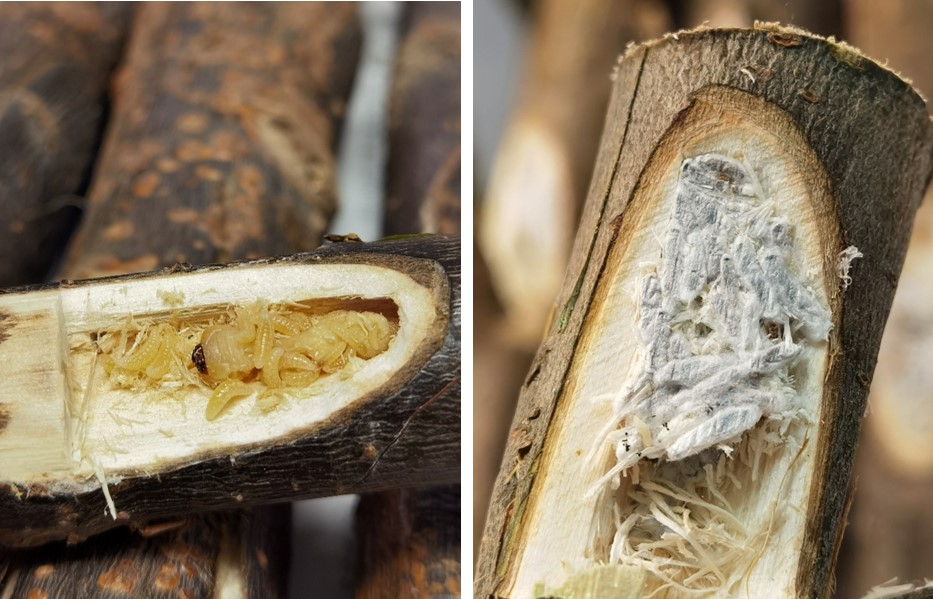 森环森保所在“三北”防护林重大害虫光肩 星天牛新天敌产品研发上取得突破