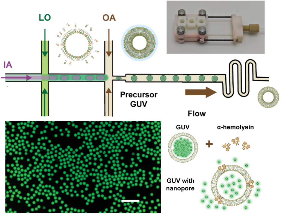 清华大学生医工程学院杜亚楠团队实现基于相分离调控的人工细胞智造和体内应用