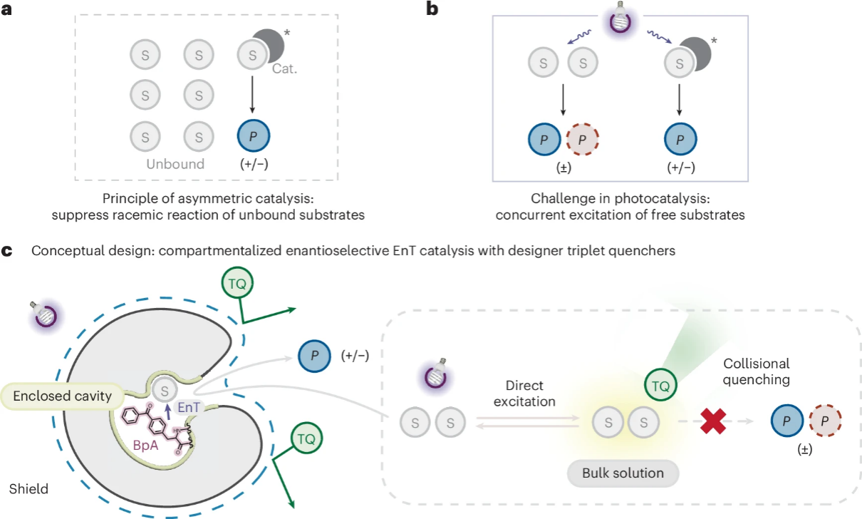 华中科技大学化学与化工学院钟芳锐吴钰周团队取得人工光酶“区室化”催化新进展