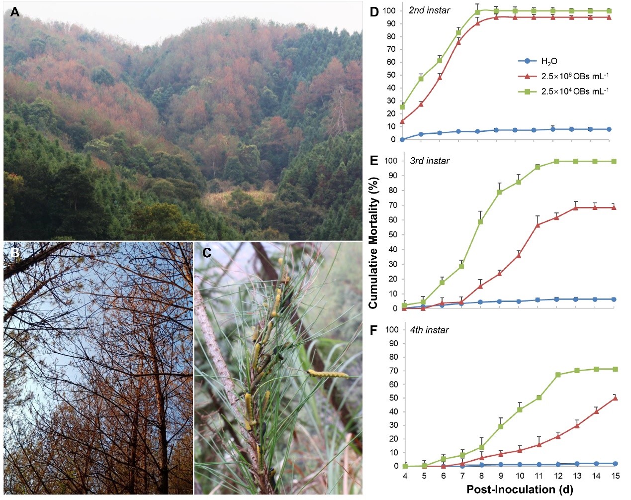 森环森保所发现新型松叶蜂病毒为生物防治添“利器”