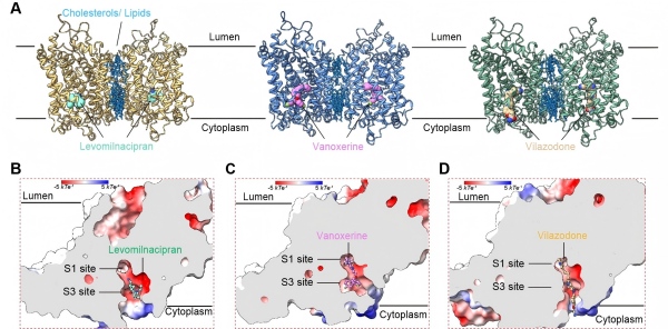 研究提出去甲肾上腺素转运体的构象选择性变构调控模型