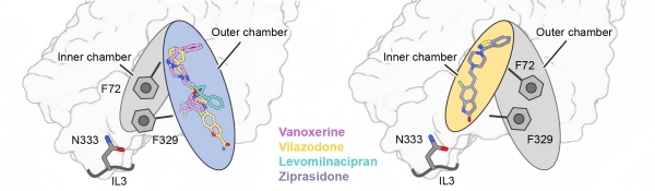 研究提出去甲肾上腺素转运体的构象选择性变构调控模型