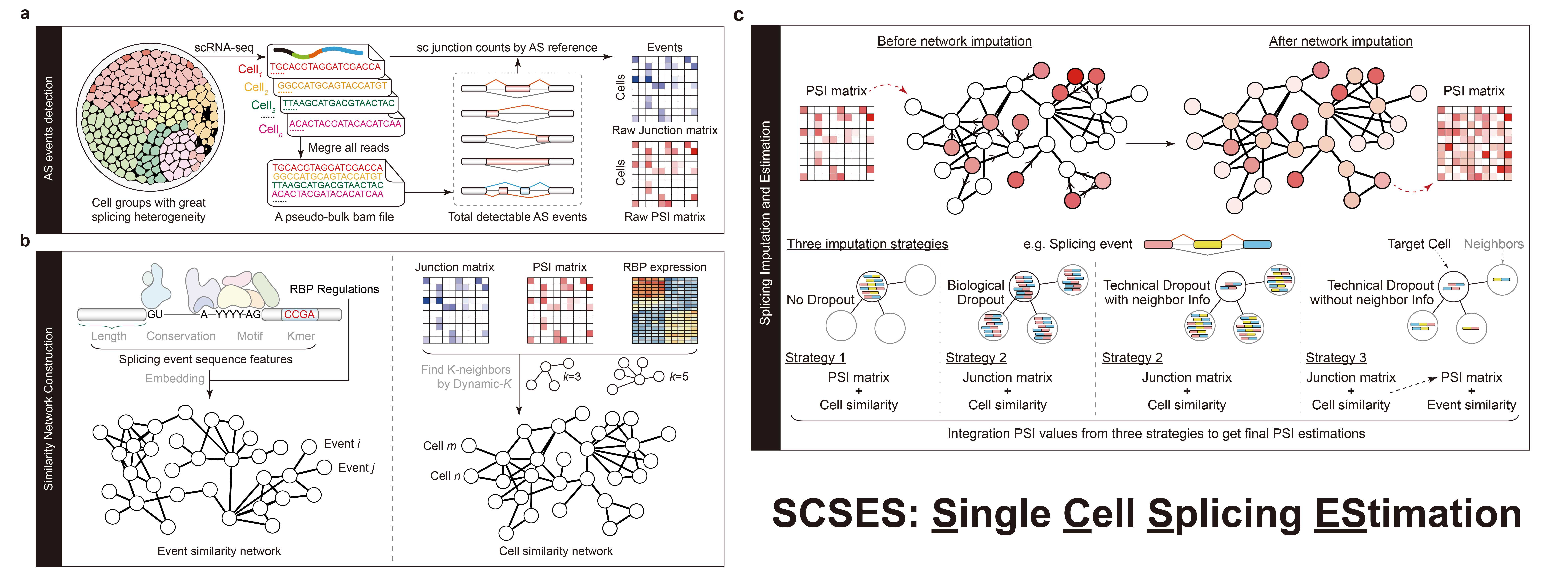 科研人员开发针对单细胞RNA测序数据的剪接分析新工具