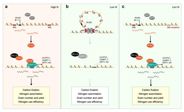 研究发现水稻产量与氮肥利用率协同增效的染色体三维结构调控机制