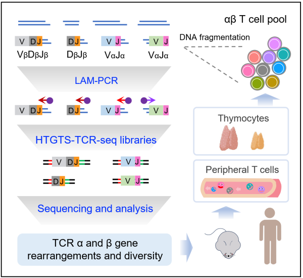 研究开发出无偏倚基因组TCR测序新技术