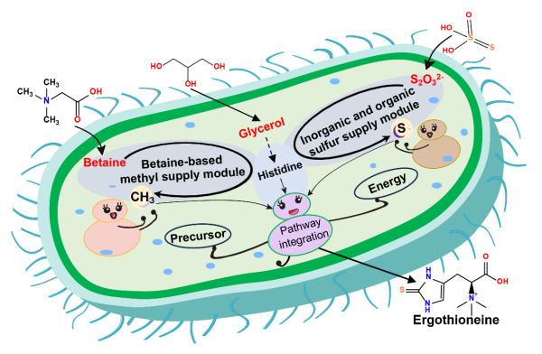 麦角硫因高效生物制造研究取得进展