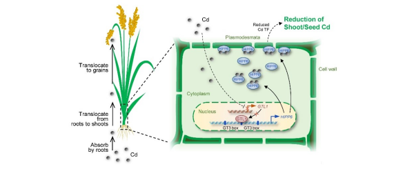 植物调控镉积累机制研究取得进展