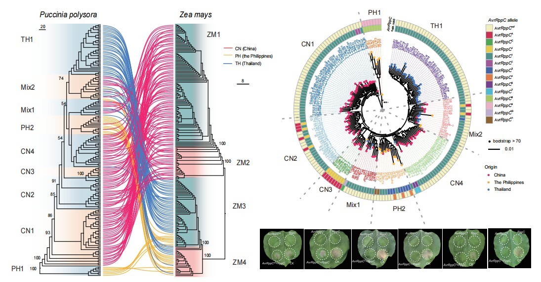 玉米南方锈病跨境传播与毒性演化研究取得进展