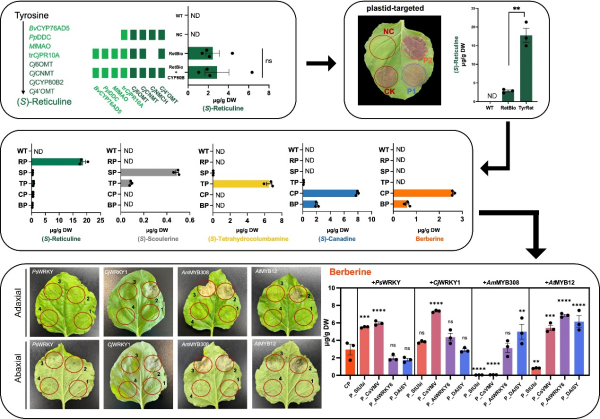 科研人员在植物底盘系统中实现小檗碱从头合成