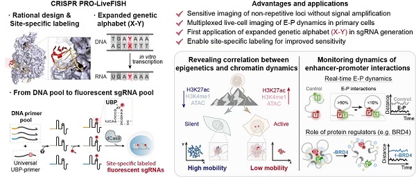 科研人员开发出新型活细胞DNA成像技术