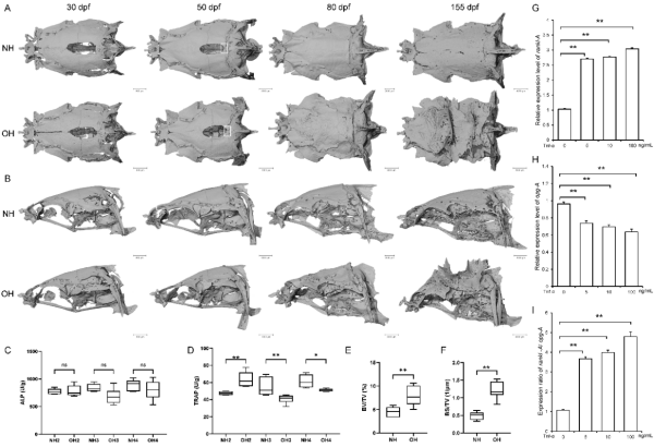 研究揭示金鱼头瘤形成的细胞与分子机制
