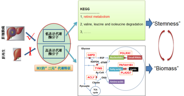 研究发现肝细胞癌治疗新靶点
