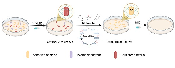 研究概述代谢重编程突破持留菌休眠屏障新策略