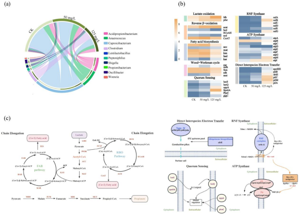 研究揭示己酸合成中石墨烯的双重角色