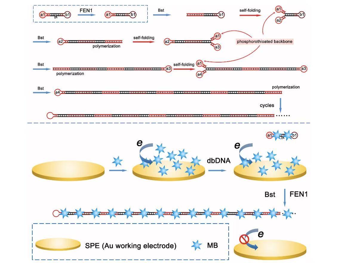 蛋白质均相电化学传感研究取得进展