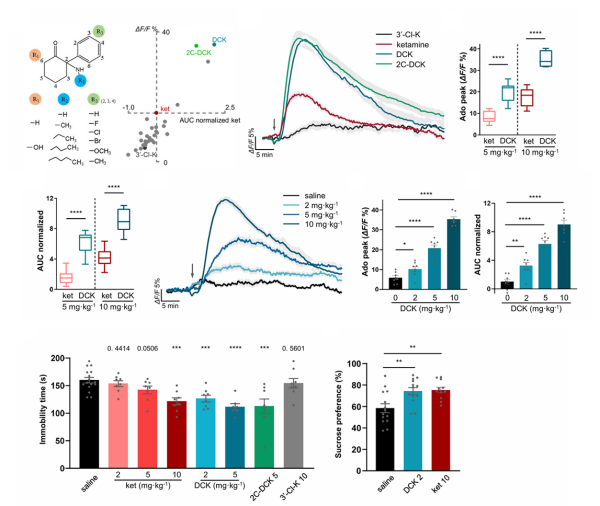 快速抗抑郁药物开发方面取得进展
