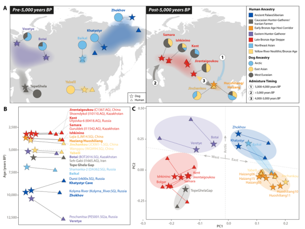 研究揭示家犬同人类近万年来的共迁移历史