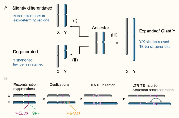 科研人员解析多种植物性别决定机制及性染色体演化路径