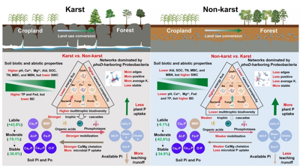 多营养级生物多样性提升土壤磷活化机制取得进展