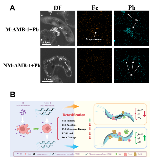 研究发现趋磁细菌在重金属铅毒性干预中的新应用