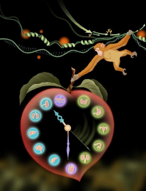 研究绘制非人灵长类多器官衰老分子图谱