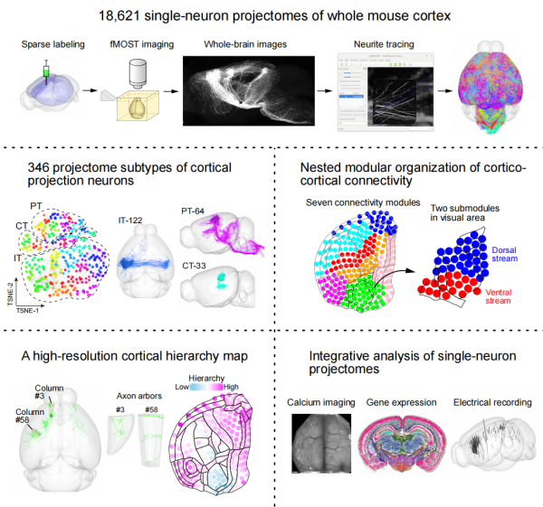 研究揭示小鼠皮层单神经元联结规律