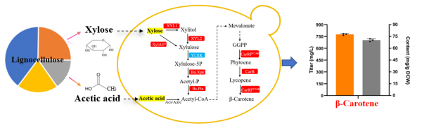 β-胡萝卜素生物合成效率研究获进展