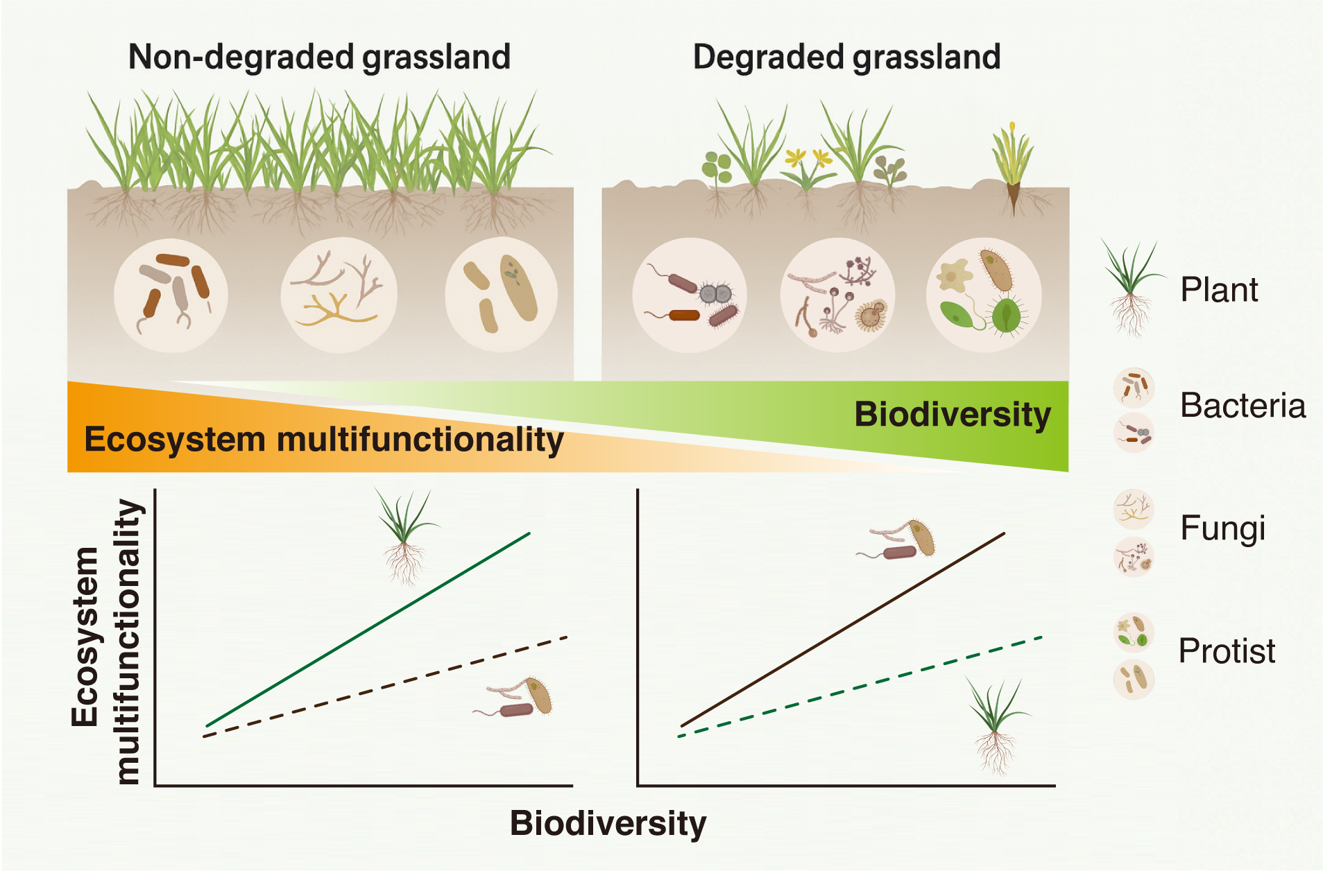 研究发现草地退化改变生物多样性与生态系统多功能性关系