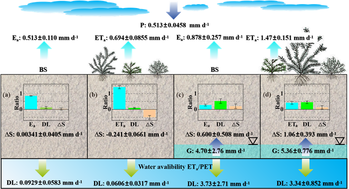 干旱沙区植被重建区水量平衡与植物生长互馈机理研究获进展