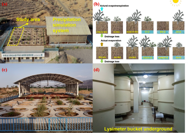 干旱沙区植被重建区水量平衡与植物生长互馈机理研究获进展