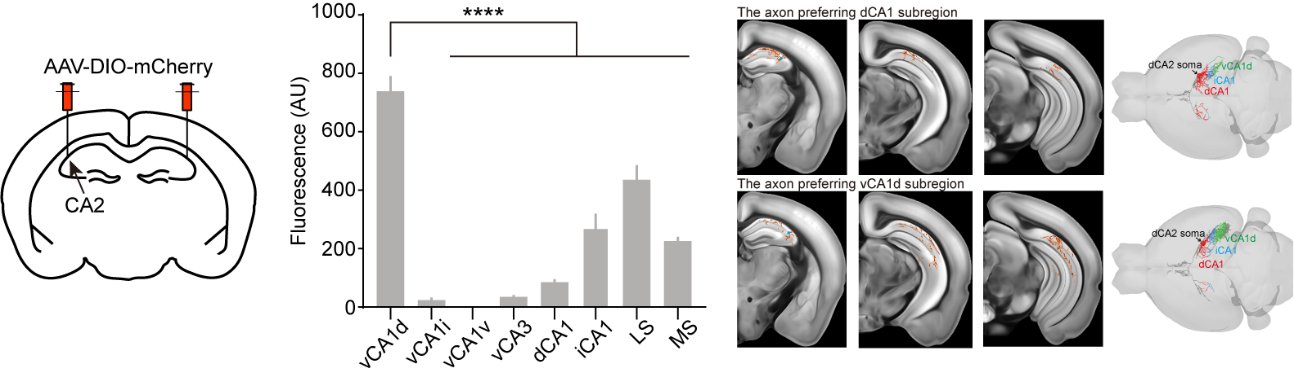 研究解析海马CA2长轴环路的空间和场景记忆功能