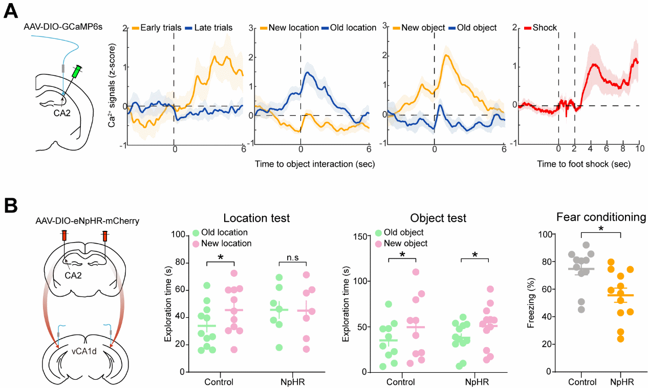 研究解析海马CA2长轴环路的空间和场景记忆功能