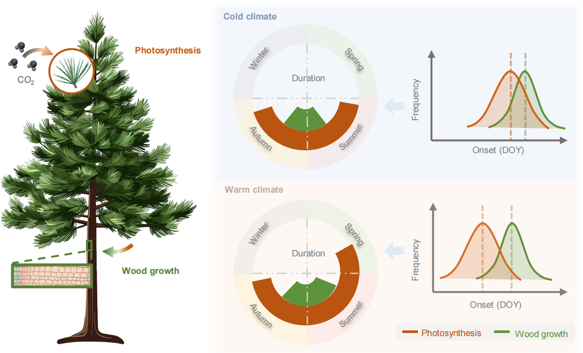 研究揭示树木生长与光合作用间物候不同步机制