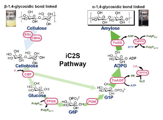 纤维素制淀粉研究获进展