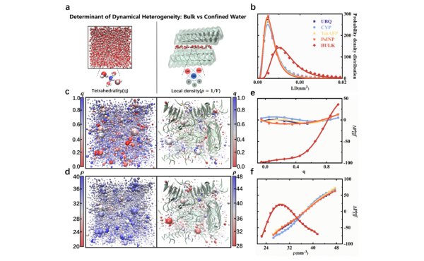 限域水动力学—结构耦合的机理研究获进展