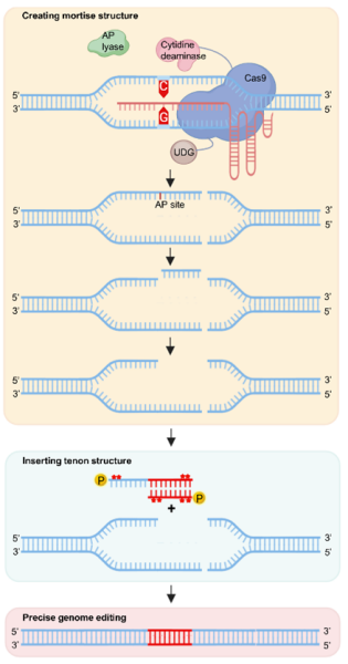 科研人员开发出新型基因组编辑策略