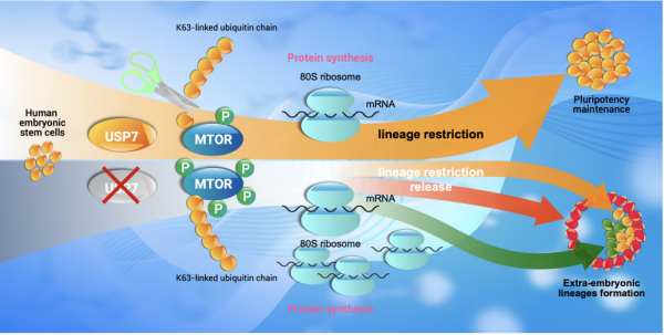 研究发现限制人多能干细胞发育潜能机制
