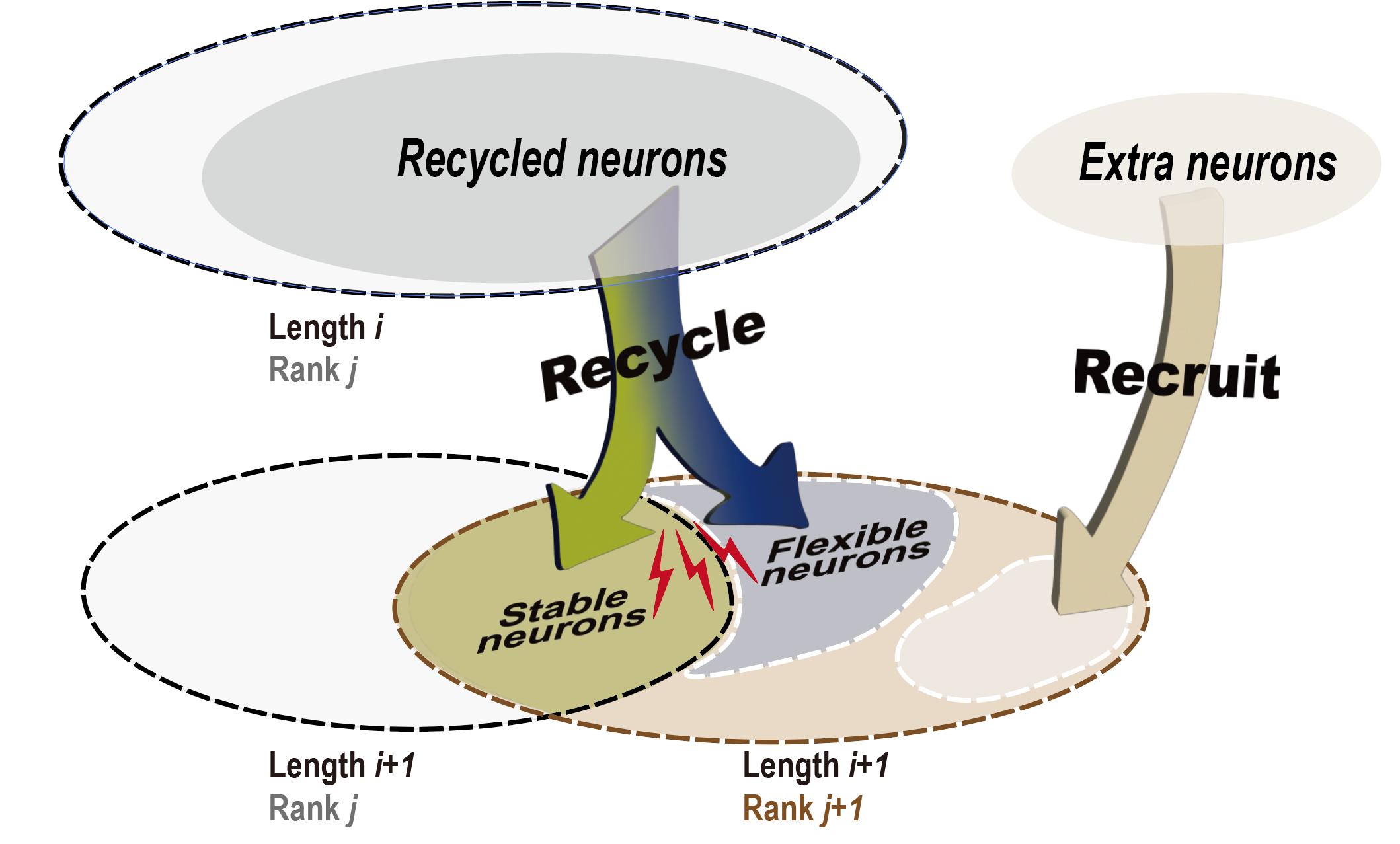 研究揭示猕猴前额叶皮层对有限工作记忆资源的灵活调配机制