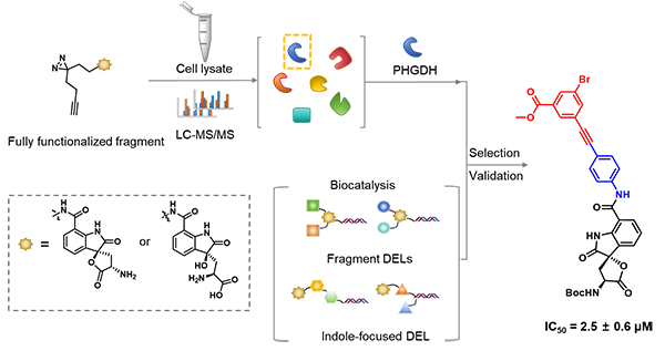 科研人员构建FF tags-biocatDEL快速靶标追踪与配体发现平台