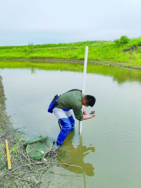 在“北大仓”中央，他们守着一块“烂泥地”