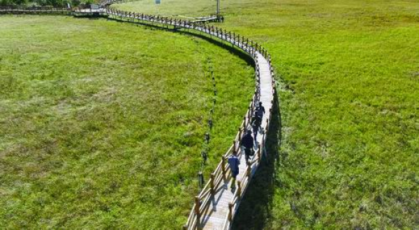 在“北大仓”中央，他们守着一块“烂泥地”