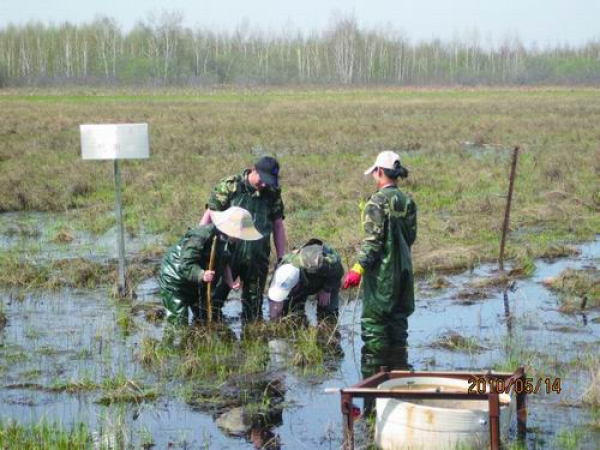 在“北大仓”中央，他们守着一块“烂泥地”