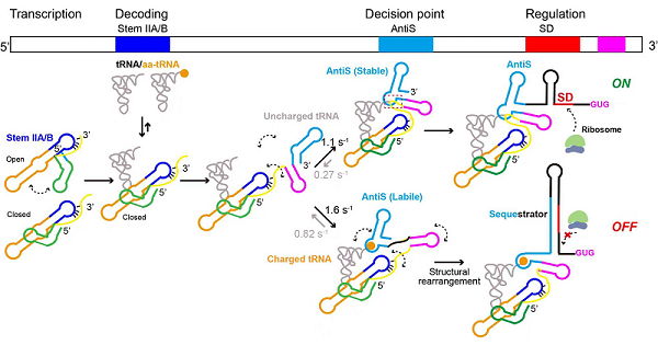 研究揭示全长T-box核糖开关调控翻译起始的构象动态机制