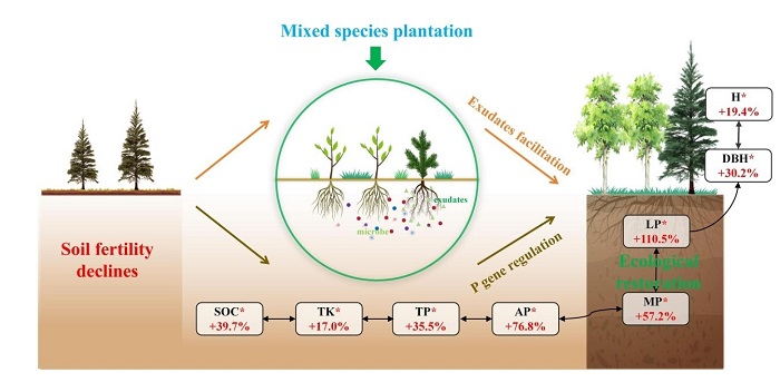 林业所科研团队在揭示根系分泌物与微生物协同促进 杉木木荷混交林磷活化的机制研究方面取得新进展