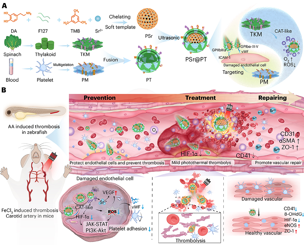 中国海洋大学在智能仿生纳米药物治疗心脑血管疾病方面取得新进展
