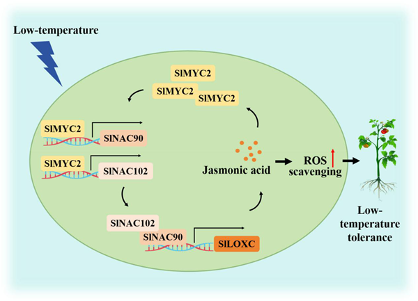 西北农林科技大学(763)园艺学院胡晓辉课题组揭示SlMYC2-SlNAC90-SlNAC102模块调控番茄低温胁迫响应的分子机制